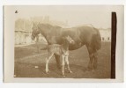 ST JOUIN DE MARNE  -  Carte Photo De L'élevage De Chevaux D'Auguste Et Léandre LEBEAU. - Saint Jouin De Marnes