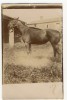 ST JOUIN DE MARNE  -  Carte Photo De L´élevage De Chevaux D´Auguste Et Léandre LEBEAU. - Saint Jouin De Marnes