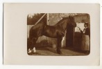 ST JOUIN DE MARNE  -  Carte Photo De L´élevage De Chevaux D´Auguste Et Léandre LEBEAU. - Saint Jouin De Marnes