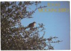 MOCKING BIRD Texas Statebird Able To Imitata Songs Of Other Birds - Other & Unclassified