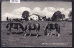 Chevaux Et Ferme Des Franches Montagnes (8542) - Altri & Non Classificati