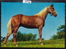 Cheval Du Jura (Franches Montagnes) : Carte Du Marché-Concours De Saignelégier 1968 ; Grand Format 10 / 15 (8546) - Saignelégier