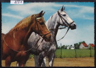 Cheval Du Jura (Franches Montagnes) : Carte Du Marché-Concours De Saignelégier 1969  ; Grand Format 10 / 15 (8551) - Saignelégier