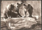 ZOO Zürich Junge Braunbären 1960 - Ours