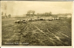 CP De WESTERBORK " Heide Met Schapen " . - Otros & Sin Clasificación