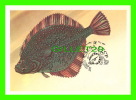 CARTE MAXIMUM, 1983 - POISSON - FISH -  CCCP 6K - SOLE - - Maximumkaarten