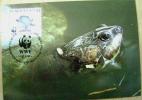 1992 VENEZUELA WWF MAXIMUM CARD 1 TURTLE TURTLES TORTOISE SCHILDKROTE - Turtles