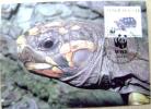 1992 VENEZUELA WWF MAXIMUM CARD 2 TURTLE TURTLES TORTOISE SCHILDKROTE - Turtles