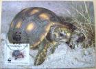 1992 VENEZUELA WWF MAXIMUM CARD 3 TURTLE TURTLES TORTOISE SCHILDKROTE - Turtles