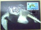 1995 ST. KITTS WWF MAXIMUM CARD 1 TURTLE TURTLES TORTOISE SCHILDKROTE - Tortues