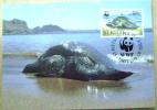 1995 ST. KITTS WWF MAXIMUM CARD 4 TURTLE TURTLES TORTOISE SCHILDKROTE - Schildpadden