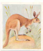 Animal Studies  /  Red Kangaroo  /  Kangourou  /  Animaux  //  IM 39/17 - Phillips / BDV