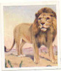 Animal Studies  /  Lion  /  Animaux  //  IM 39/17 - Phillips / BDV