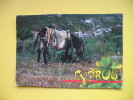 Mountain Village And Local Transport,donkey - Cyprus