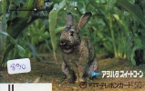 Télécarte Japon * LAPIN (830) RABBIT * PHONECARD JAPAN * KANINCHEN * KONIJN * CONEJO * TELEFONKARTE * FRONTBAR - Konijnen