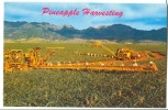 USA, Hawaii, Pineapple Harvesting, 1960s Unused Postcard [P8675] - Big Island Of Hawaii