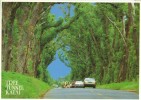 USA, Tree Tunnel, Kauai, Unused Postcard [P8677] - Kauai