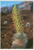 USA, Silversword In Bloom, Haleakala, Unused Postcard [P8685] - Other & Unclassified