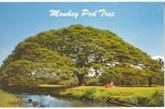 USA, Hawaiian Monkey Pod Tree, Hawaii, Unused Postcard [P8692] - Big Island Of Hawaii
