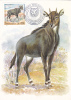 GIBIER, DEER, 2001, CM. MAXI CARD, CARTES MAXIMUM, ROMANIA - Wild