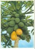 USA, Growing Papaya, Hawaii, Unused Postcard [P8792] - Big Island Of Hawaii