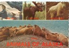 USA, Animals Of Alaska: Polar Bears, Bull Moose, Mountain Goat & Walrus, Unused Postcard [P8818] - Autres & Non Classés