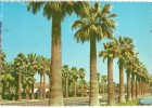 USA, Palm-lined Central Avenue Adjacent To Phoenix Public Library, Arizona, 1971 Used Postcard [P8832] - Phönix