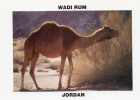 JORDAN WADI RUM  Dromedary  -   Unesco Heritage - Jordan