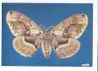 PO3403# FARFALLA - BUTTERFLY - BRAHMAEA JAPONICA - MUSEO SCIENZE NATURALI  No VG - Schmetterlinge