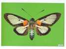 PO3404# FARFALLA - BUTTERFLY - COCYTIA DURVILLEI - MUSEO SCIENZE NATURALI  No VG - Butterflies