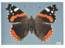 PO3407# FARFALLA - BUTTERFLY - VANESSA ATALANTA - MUSEO SCIENZE NATURALI  No VG - Schmetterlinge