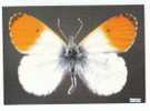 PO3408# FARFALLA - BUTTERFLY - ANTHOCHARIS EUPHENOIDES - MUSEO SCIENZE NATURALI  No VG - Butterflies