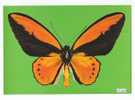 PO3409# FARFALLA - BUTTERFLY - ORNITHOPTERA LYDIUS - MUSEO SCIENZE NATURALI  No VG - Mariposas