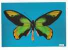 PO3410# FARFALLA - BUTTERFLY - ORNITHOPTERA VICTORIAE REGIS - MUSEO SCIENZE NATURALI  No VG - Butterflies