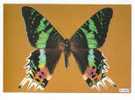 PO3412# FARFALLA - BUTTERFLY - CHRYSIRIDIA RIPHEUS - MUSEO SCIENZE NATURALI  No VG - Schmetterlinge