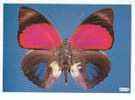 PO3413# FARFALLA - BUTTERFLY - AGRIAS LUGENS - MUSEO SCIENZE NATURALI  No VG - Schmetterlinge