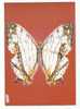 PO3414# FARFALLA - BUTTERFLY - CYRESTIS THYODAMAS - MUSEO SCIENZE NATURALI  No VG - Butterflies