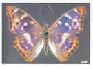 PO3415# FARFALLA - BUTTERFLY - APATURA ILIA - MUSEO SCIENZE NATURALI  No VG - Butterflies
