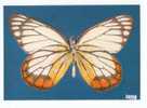 PO3417# FARFALLA - BUTTERFLY - DELIAS HYPARETE - MUSEO SCIENZE NATURALI  No VG - Butterflies