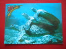 ANIMAUX - TORTUES - AUSTRALIE - THE CREAT BARRIER REEF - ACCOUPLEMENT.... - Tortues