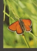 5k. FAUNA, Butterfly - Dukatenfalter - Photo Kalden - Butterflies