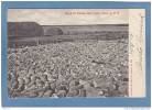 GULL  LAKE  , Band  Of  Sheep ,  Assa. C. P. R. -  1904  -  BELLE CARTE PRECURSEUR ANIMEE - - Other & Unclassified