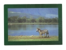Cp, Animaux, Zebra And Baby In Front Of Manyara Lake (Tanzanie), Voyagée - Zèbres