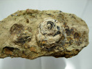 HELIX EN CALCEDOINE BLEUE BEIGE Et BITUME SUR CALCAIRE BITUMINEUX 9 X 4,5X 6,5 CM DALLET - Fossils