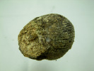 HELIX EN CALCEDOINE BLEUE  MARRON  2,1 CM DALLET - Fossils