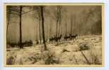 Delcampe - Saint-Hubert -  Biches - Saint-Hubert