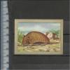 TATOU GORDELDIER ARMADILLO GÜRTELDIER - Jacques