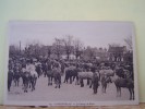 LANDIVISIAU (FINISTERE) L´AGRICULTURE. LES MARCHES AUX CHEVAUX. LE CHAMP DE FOIRE. - Landivisiau