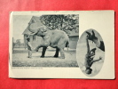 Animals > Elephants   Buffalo Monring Express Park Zoo Series ====     =====  Ref   482 - Elefantes