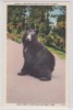 A BIG BLACK BEAR - GREAT SMOKY MOUNTAINS NATIONAL PARK - OURS - Bears